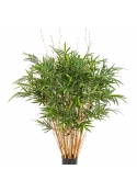 4' Royal Bamboo Jamaica 125 cm