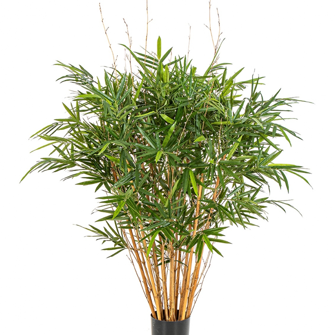 4' Royal Bamboo Jamaica 125 cm