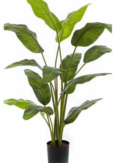 4' Royal Traveller Palm 120-170 cm