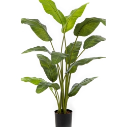4' Royal Traveller Palm 120-170 cm