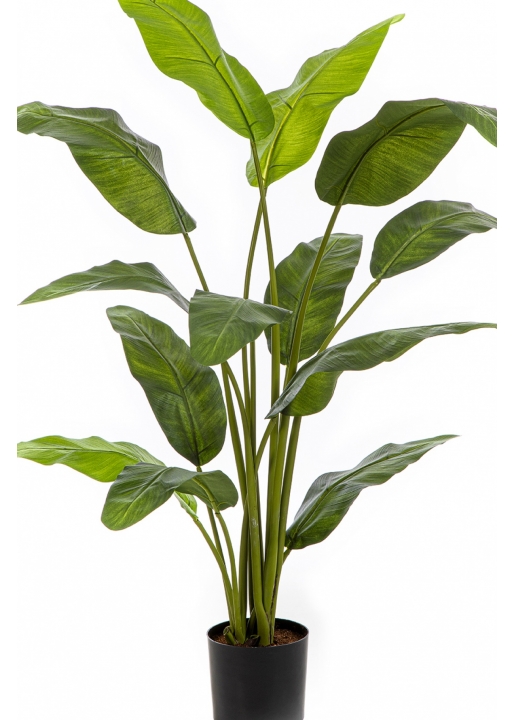 4' Royal Traveller Palm 120-170 cm