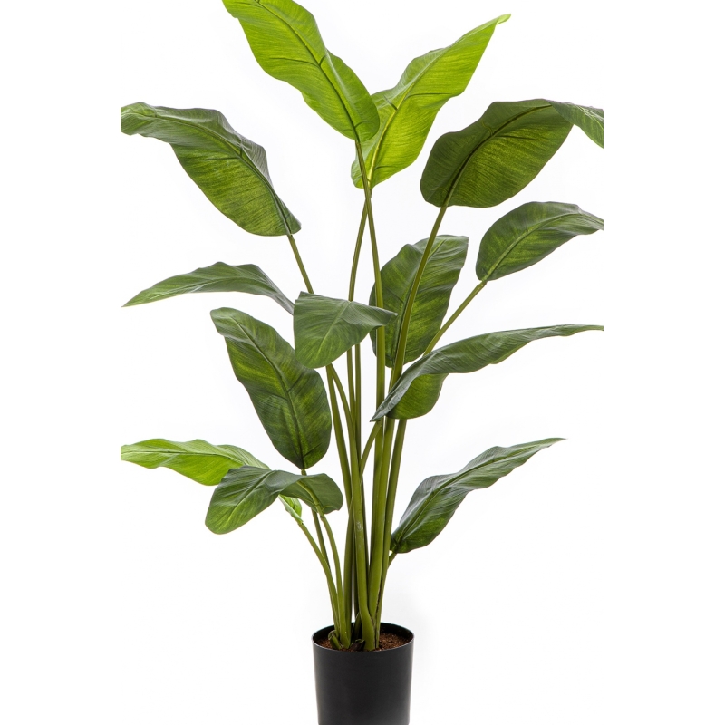 4' Royal Traveller Palm 120-170 cm