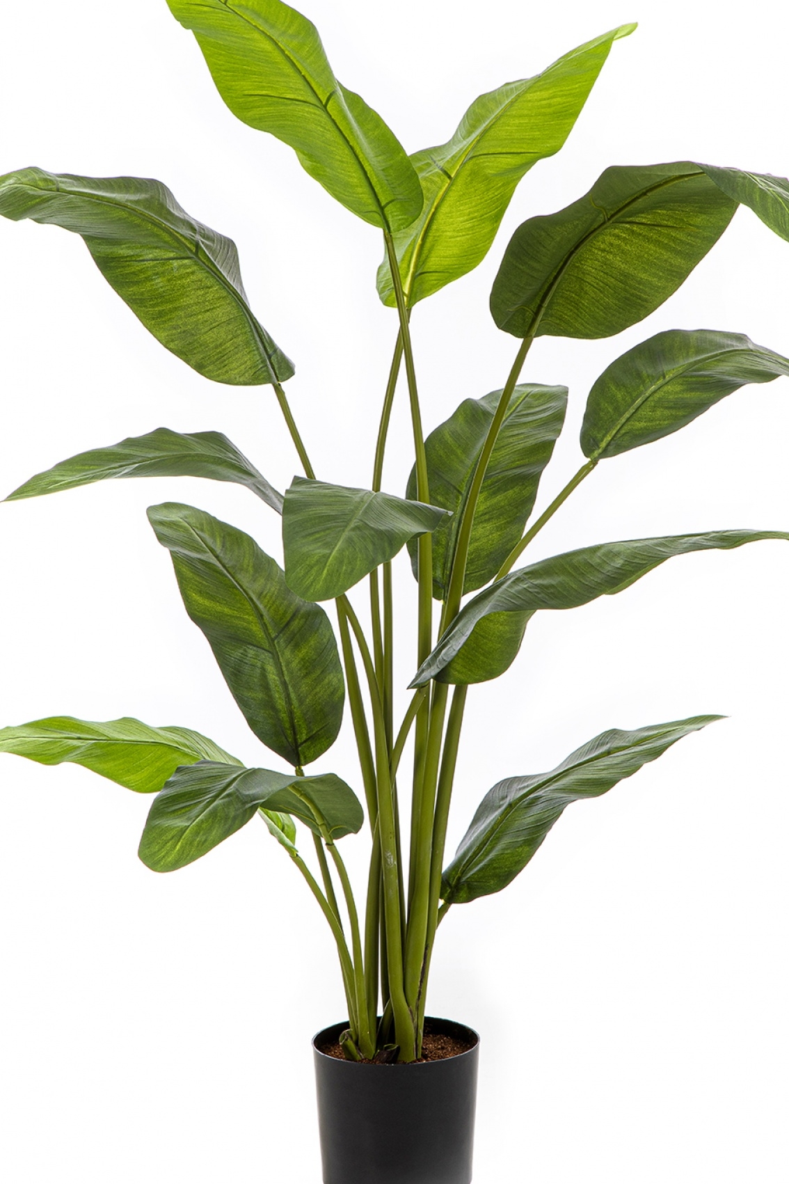 4' Royal Traveller Palm 120-170 cm