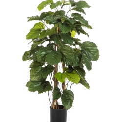 4' Tetrastigma Bush Tree 120 cm