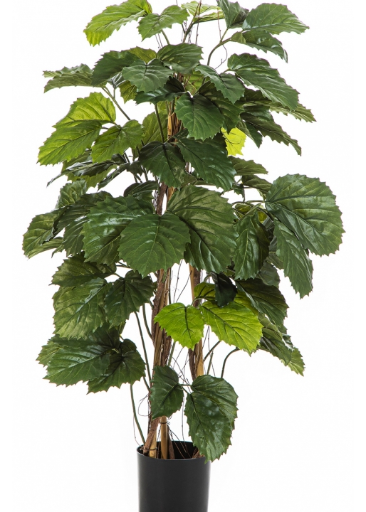 4' Tetrastigma Bush Tree 120 cm