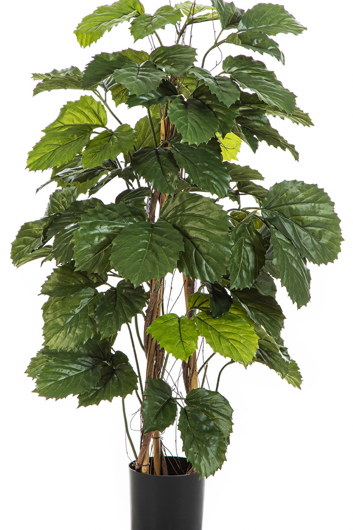 4' Tetrastigma Bush Tree 120 cm