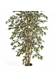 4' VAR. FICUS NITIDA 120-210 cm