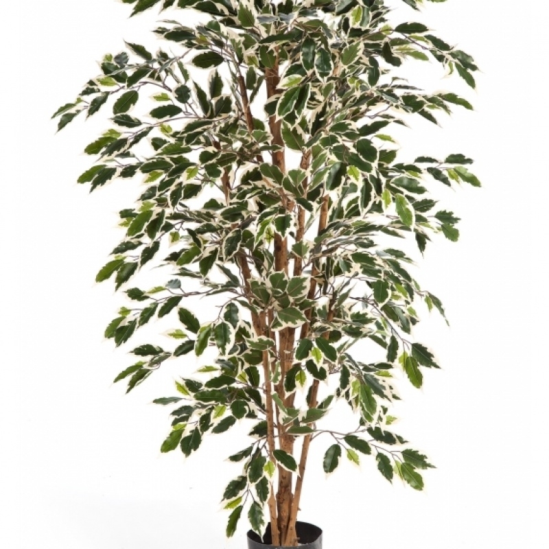 4' VAR. FICUS NITIDA 120-210 cm