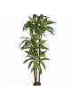 4' VARIEGATED DRACAENA FRAGANS STEUD 120 cm