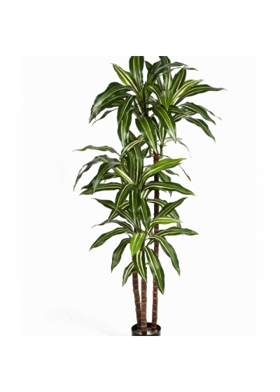 4' VARIEGATED DRACAENA FRAGANS STEUD 120 cm