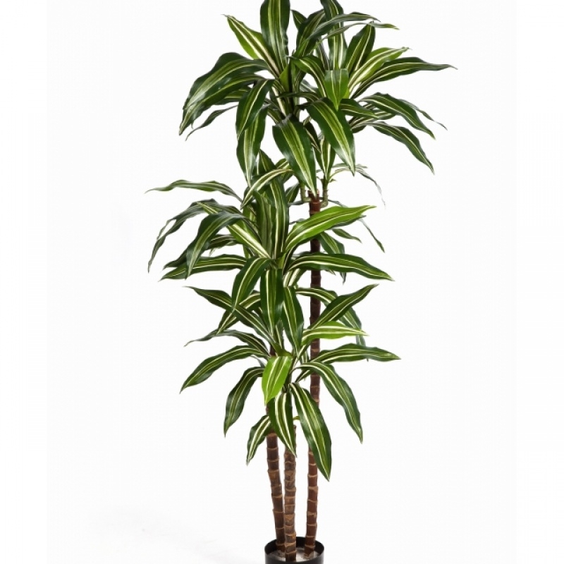 4' VARIEGATED DRACAENA FRAGANS STEUD 120 cm