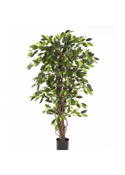 4' VARIEGATED FICUS LIANA 120-210 cm