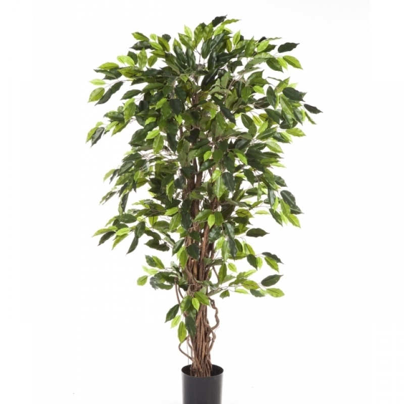 4' VARIEGATED FICUS LIANA 120-210 cm