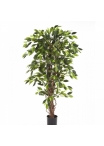 4' VARIEGATED FICUS LIANA 120-210 cm