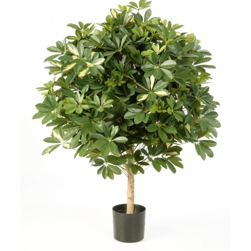 4' VARIEGATED GIANT SCHEFFLERA BALL 110 cm