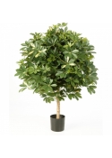 4' VARIEGATED GIANT SCHEFFLERA BALL 110 cm