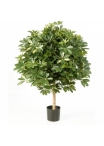 4' VARIEGATED GIANT SCHEFFLERA BALL 110 cm