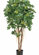 4' VARIEGATED NATURAL SCHEFFLERA UMBRELLA 110-170 cm