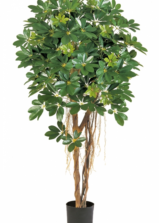4' VARIEGATED NATURAL SCHEFFLERA UMBRELLA 110-170 cm