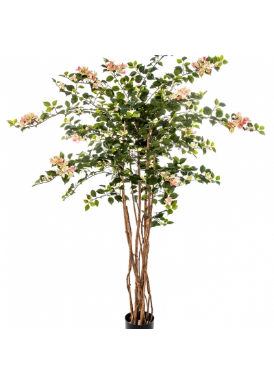 5' BOUGAINVILLEA NITIDA 150 cm