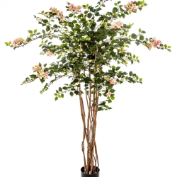 5' BOUGAINVILLEA NITIDA 150 cm