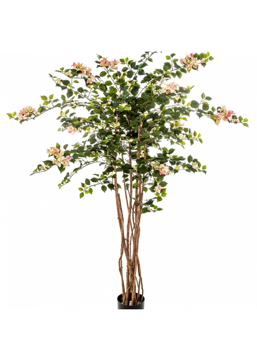 5' BOUGAINVILLEA NITIDA 150 cm