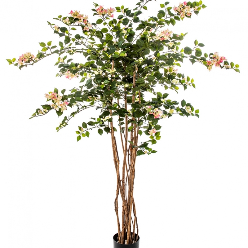 5' BOUGAINVILLEA NITIDA 150 cm