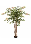 5' BOUGAINVILLEA NITIDA 150 cm