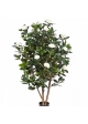5' CAMELIA JAPONICA BUSH TREE 150 cm