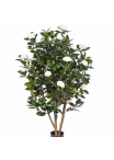5' CAMELIA JAPONICA BUSH TREE 150 cm