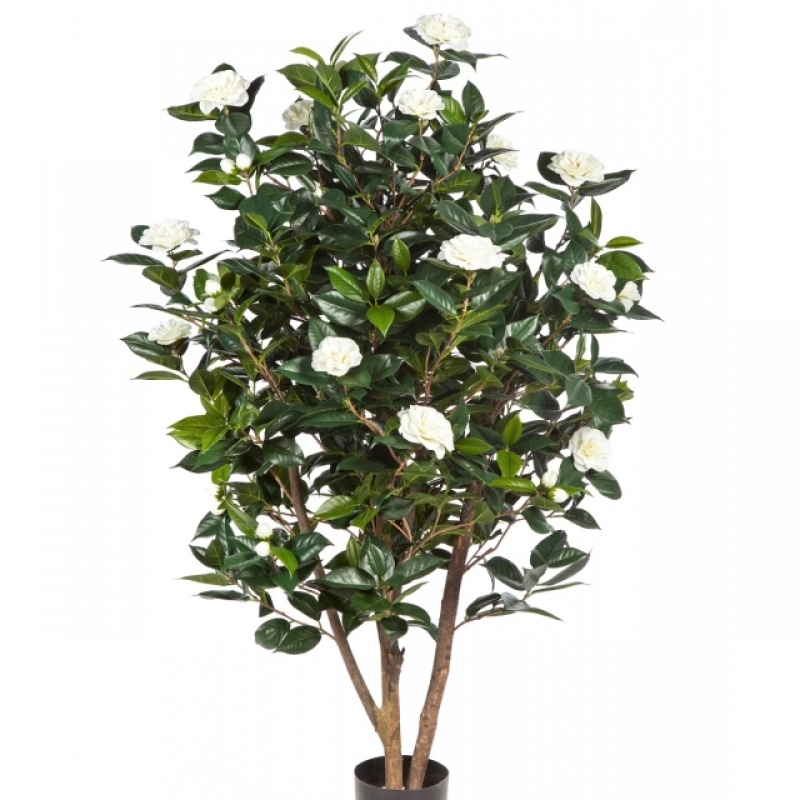 5' CAMELIA JAPONICA BUSH TREE 150 cm