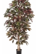 5' CAPENSIA BUSH TREE 150-210 cm