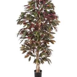 5' CAPENSIA BUSH TREE 150-210 cm