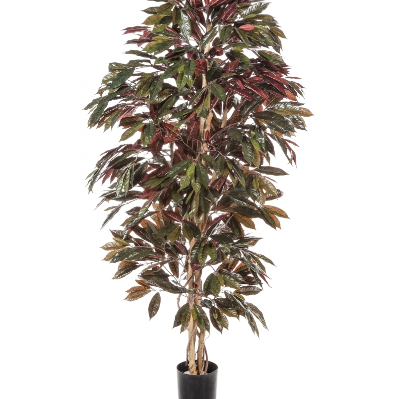 5' CAPENSIA BUSH TREE 150-210 cm