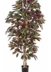 5' CAPENSIA BUSH TREE 150-210 cm
