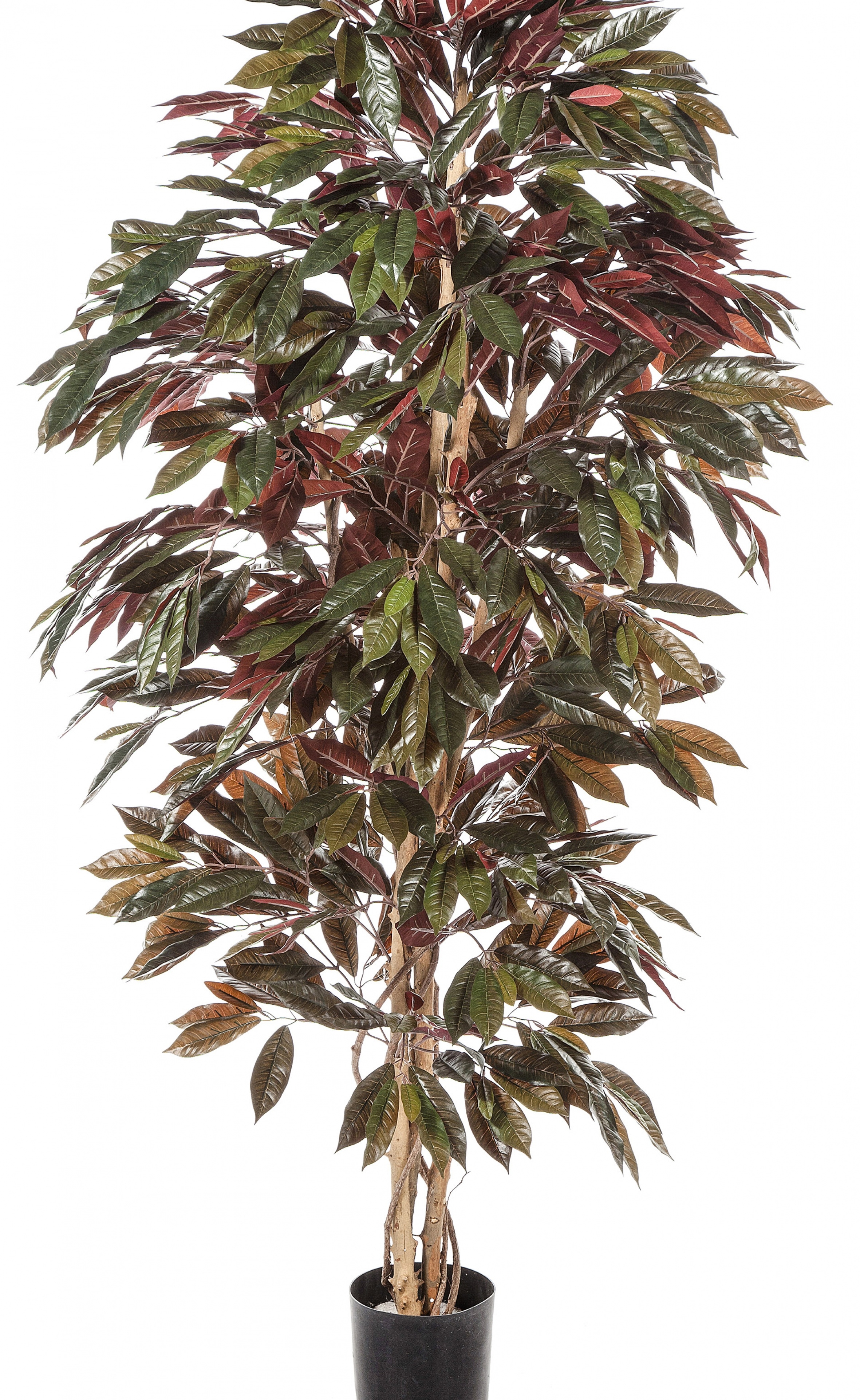 5' CAPENSIA BUSH TREE 150-210 cm