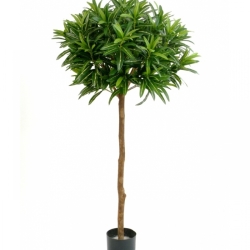 5' CROTON GOLDFINGER BALL TREE 145 cm