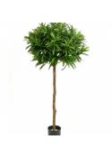 5' CROTON GOLDFINGER BALL TREE 145 cm