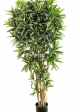 5' CROTON GOLDFINGER REFLEXA 150-180 cm