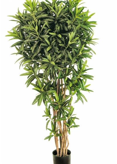 5' CROTON GOLDFINGER REFLEXA 150-180 cm