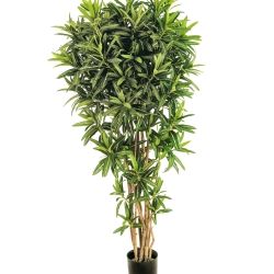 5' CROTON GOLDFINGER REFLEXA 150-180 cm