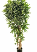 5' CROTON GOLDFINGER REFLEXA 150-180 cm