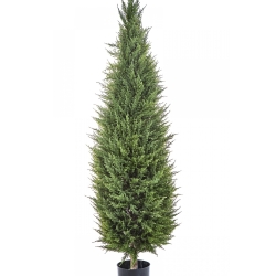 5' CYPRESS TOWER TREE 150-180 cm