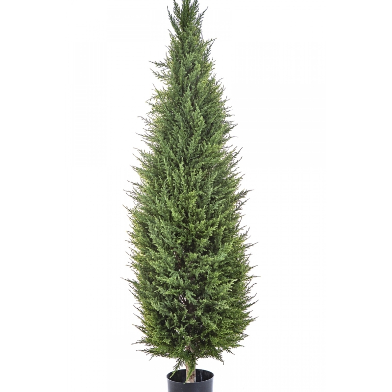 5' CYPRESS TOWER TREE 150-180 cm