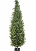 5' CYPRESS TOWER TREE 150-180 cm