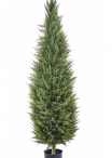 5' CYPRESS TOWER TREE 150-180 cm