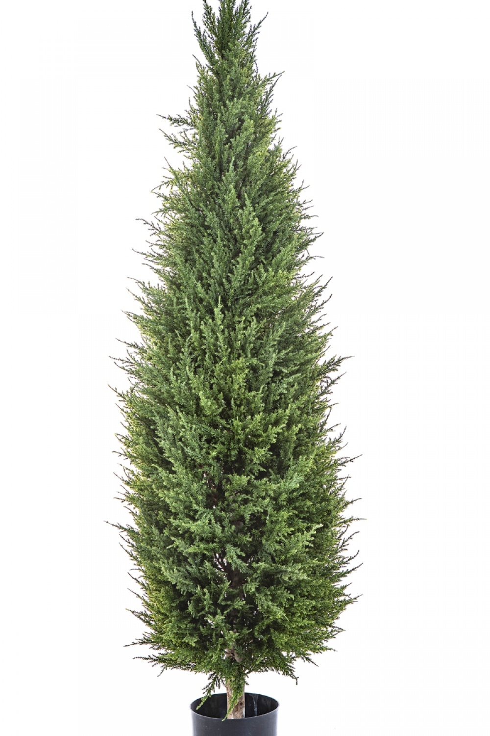 5' CYPRESS TOWER TREE 150-180 cm