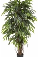 5' DELUXE LONGIFOLIA LIANA 150-210 cm
