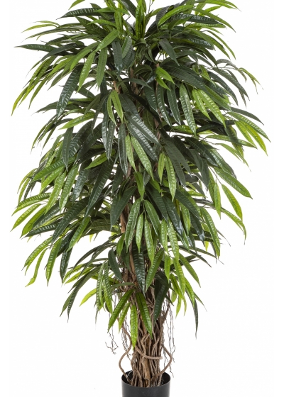 5' DELUXE LONGIFOLIA LIANA 150-210 cm