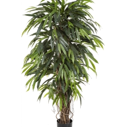 5' DELUXE LONGIFOLIA LIANA 150-210 cm
